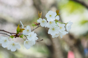 海の中道海浜公園の桜の写真