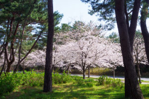 海の中道海浜公園の桜の写真