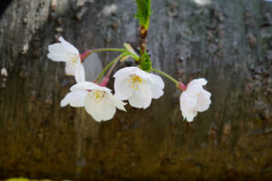 海の中道海浜公園の桜の写真