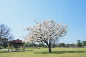 海の中道海浜公園の桜の写真