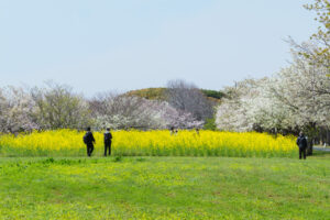 海の中道海浜公園の桜と菜の花の写真