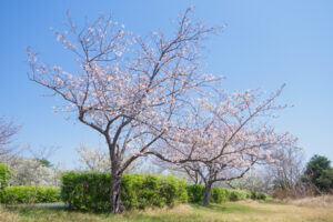 海の中道海浜公園の桜の写真