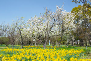 海の中道海浜公園の桜の写真