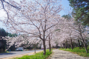 海の中道海浜公園の桜の写真