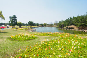 海の中道海浜公園のポピーの写真