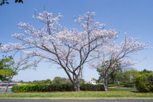 海の中道海浜公園の桜の写真