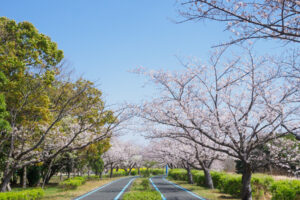 海の中道海浜公園の桜の写真