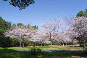 海の中道海浜公園の桜の写真