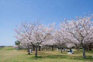海の中道海浜公園の桜の写真