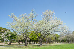 海の中道海浜公園の桜の写真