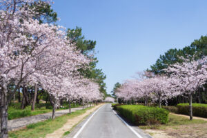 海の中道海浜公園の桜の写真