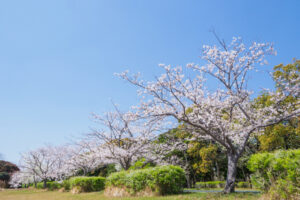 海の中道海浜公園の桜の写真
