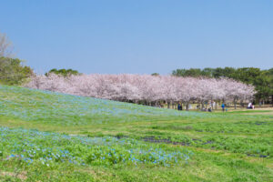 海の中道海浜公園の桜とネモフィラの写真