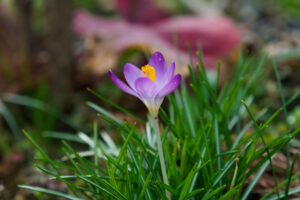 筥崎宮花庭園の季節の花の写真