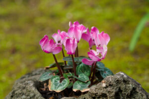 筥崎宮花庭園の季節の花の写真