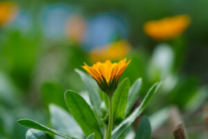 筥崎宮花庭園の季節の花の写真