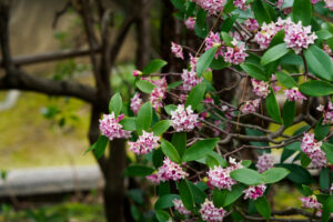 筥崎宮花庭園の季節の花の写真