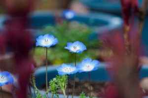 筥崎宮花庭園のネモフィラの写真
