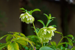 筥崎宮花庭園の馬酔木の写真