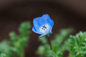 筥崎宮花庭園のネモフィラの写真