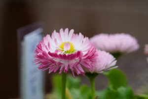 筥崎宮花庭園の季節の花の写真