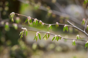 筥崎宮花庭園の季節の花の写真