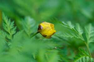 筥崎宮花庭園の福寿草の写真