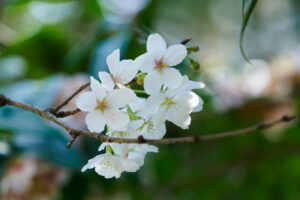 石橋文化センターの季節の花の写真