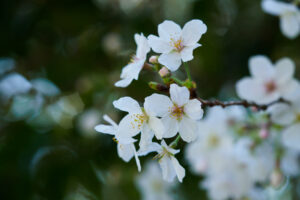 石橋文化センターの季節の花の写真