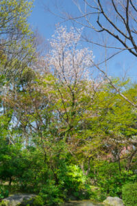 石橋文化センターの季節の花の写真