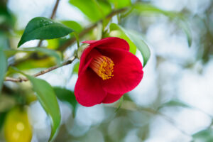 石橋文化センターの椿の写真