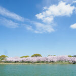 駕与丁公園の桜の写真