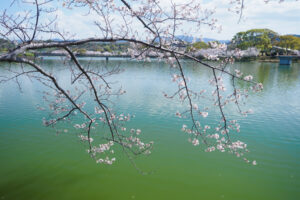 駕与丁公園の桜の写真