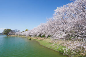 駕与丁公園の桜の写真