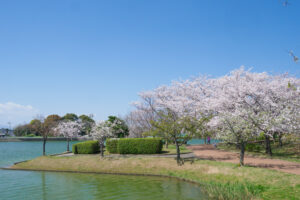 駕与丁公園の桜の写真