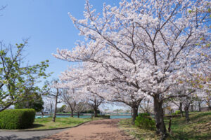 駕与丁公園の桜の写真