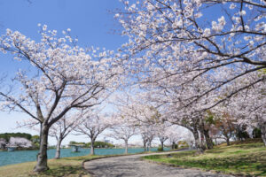 駕与丁公園の桜の写真
