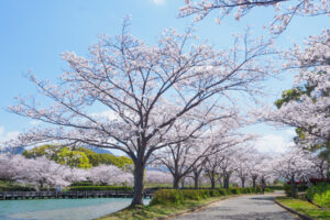 駕与丁公園の桜の写真