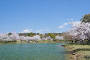 駕与丁公園の桜の写真