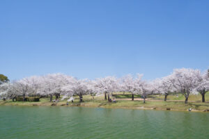 駕与丁公園の桜の写真