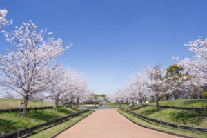 駕与丁公園の桜の写真