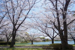駕与丁公園の桜の写真