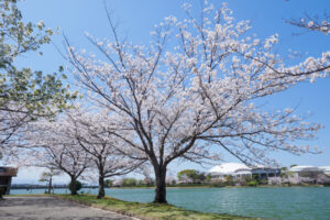 駕与丁公園の桜の写真