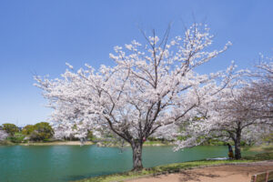 駕与丁公園の桜の写真