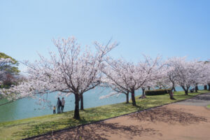 駕与丁公園の桜の写真