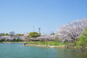 駕与丁公園の桜の写真