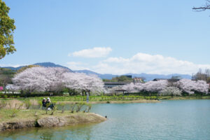 駕与丁公園の桜の写真