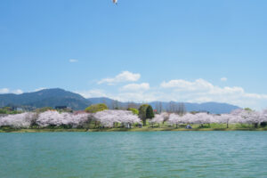 駕与丁公園の桜の写真