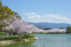 駕与丁公園の桜の写真