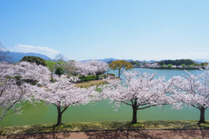 駕与丁公園の桜の写真